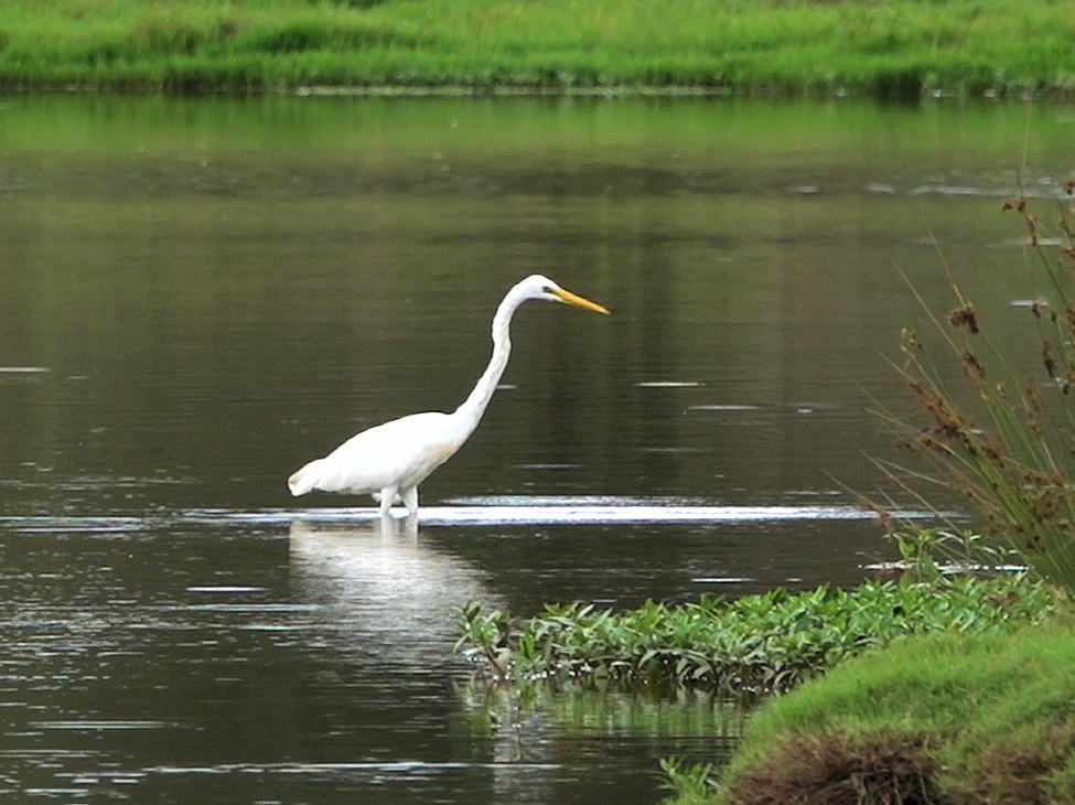 Eastern Great Egret at Oxley Creek Common