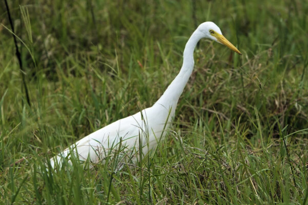 Intermediate Egret