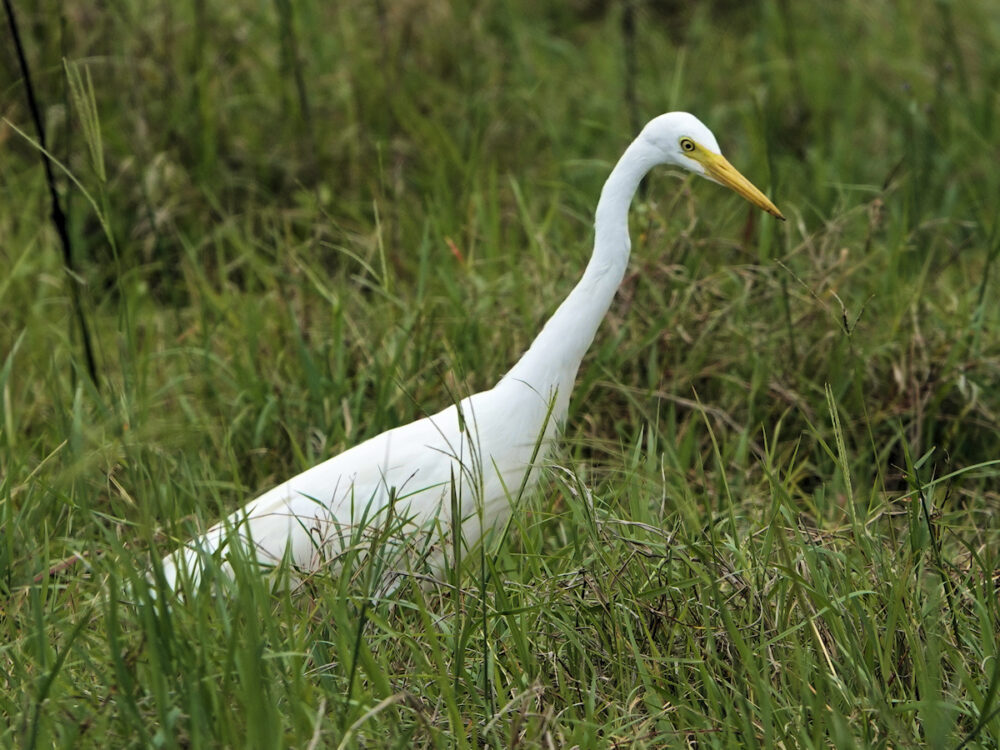 Intermediate Egret