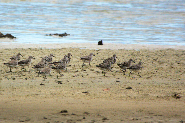 Red Knots