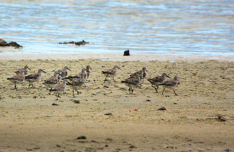 Red Knots