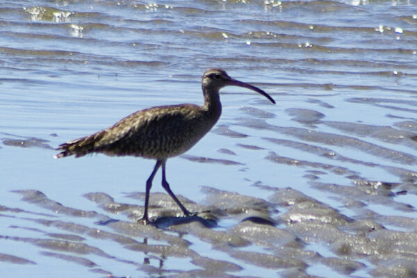 Whimbrel