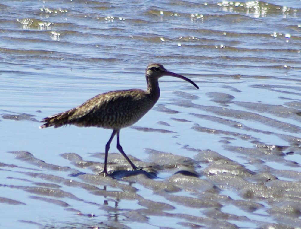 Whimbrel