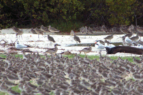 Beach Stone Curlew