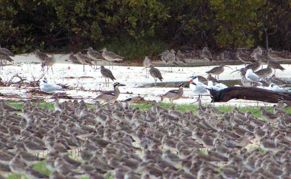 Beach Stone Curlew