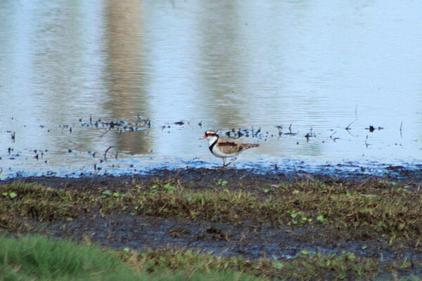 Black-fronted Dotteral seen along the waters edge