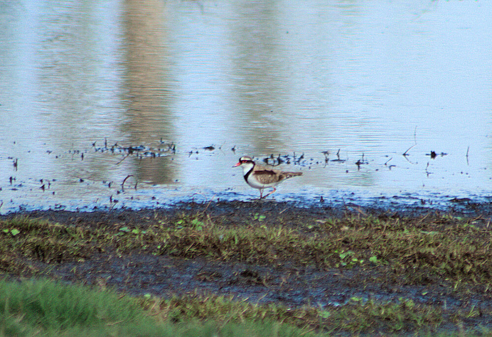 Black-fronted Dotteral seen along the waters edge