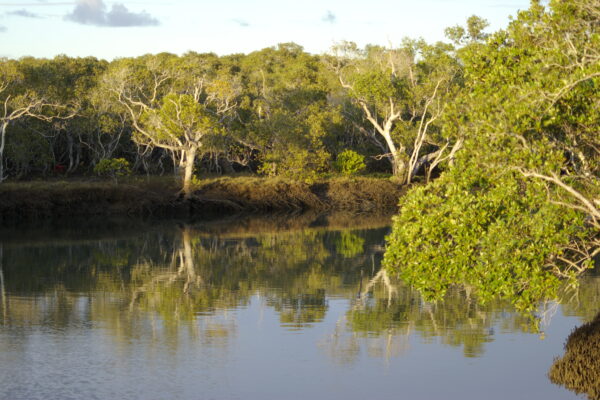 Boondall wetlands