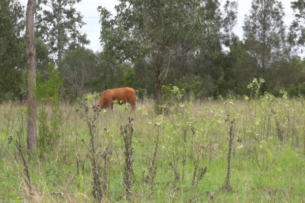 Oxley Creek Common Fields