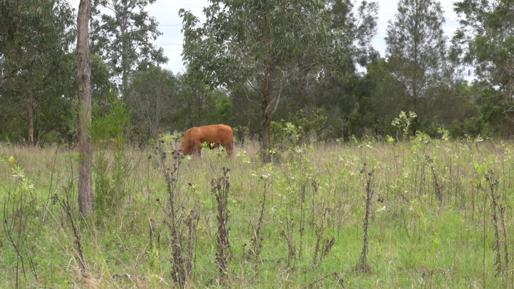 Oxley Creek Common Fields