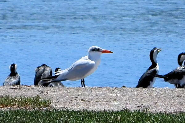 Caspian Tern