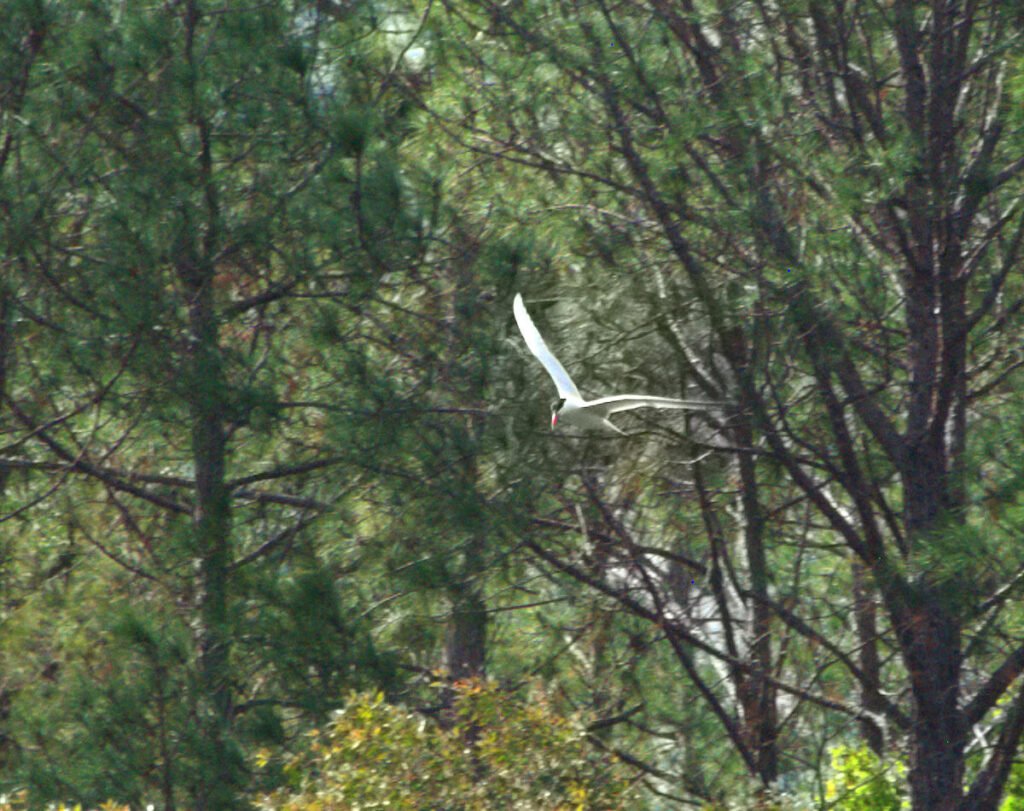 Caspian Tern