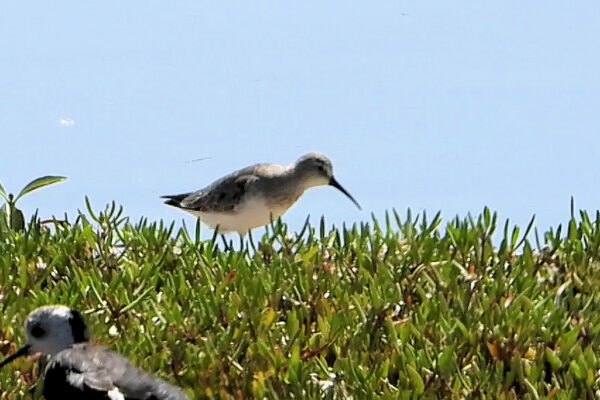 Curlew Sandpiper