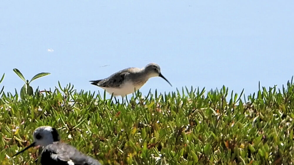 Curlew Sandpiper