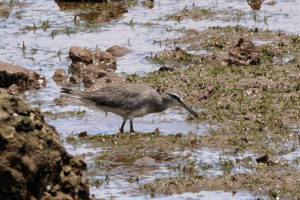 Grey Tailed Tattler