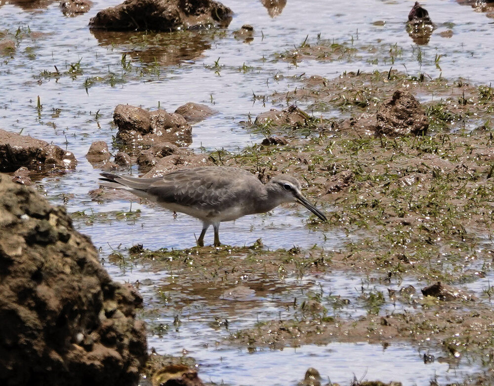 Grey Tailed Tattler