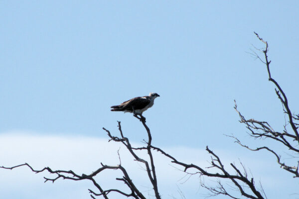 Osprey