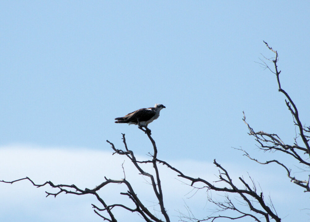 Osprey