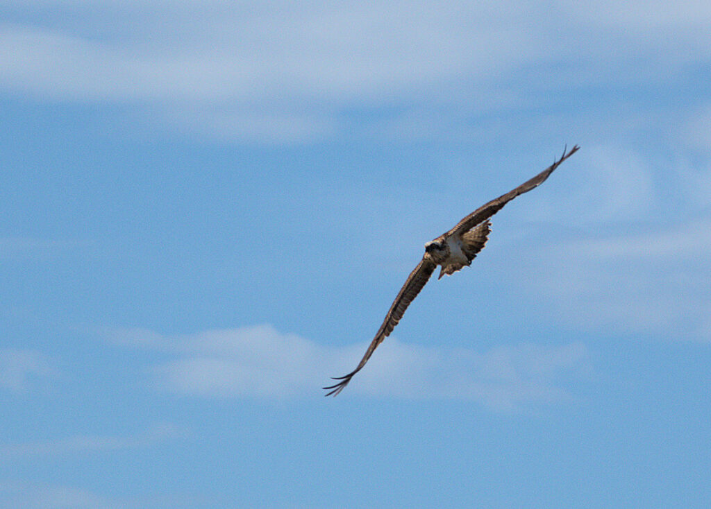 Osprey flying