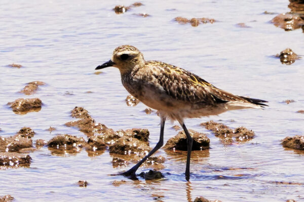 Pacific Golden Plover