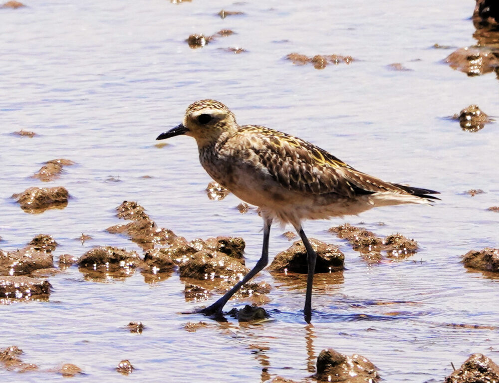 Pacific Golden Plover