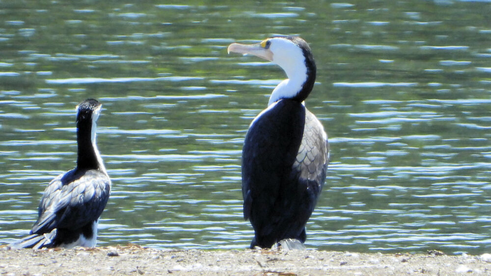 Pied Cormorant