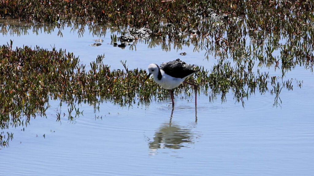 Pied Stilt