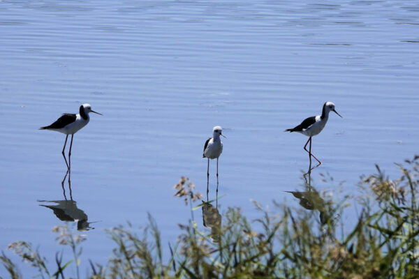 Pied Stilts