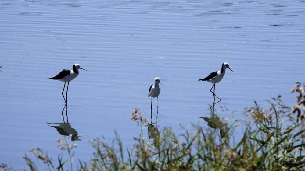 Pied Stilts