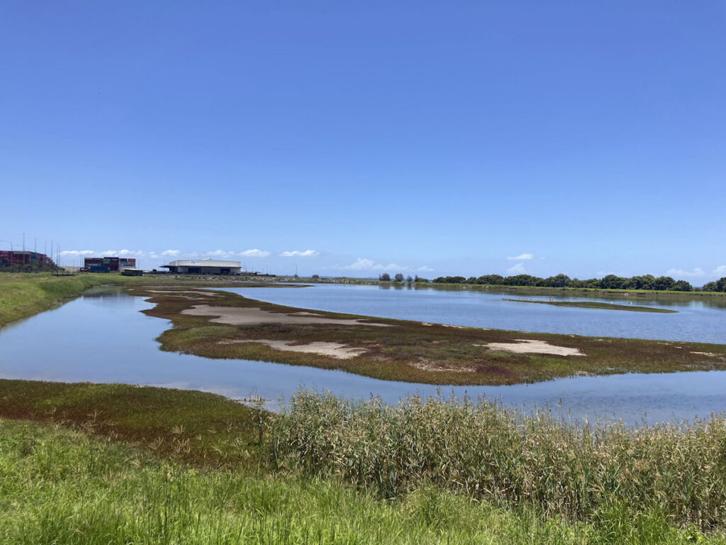 Port Of Brisbane Shorebird Roost