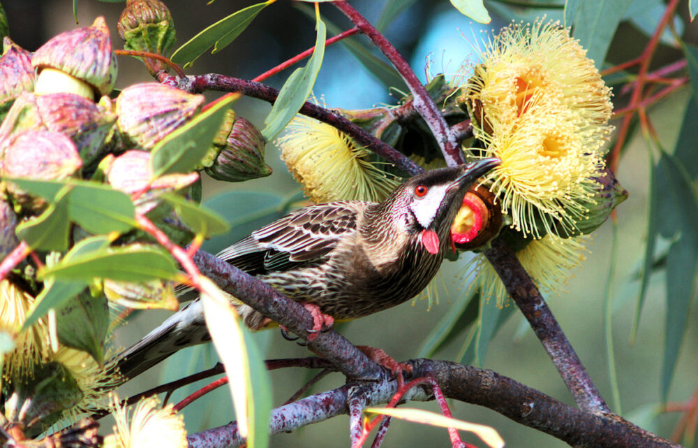 Red Wattlebird