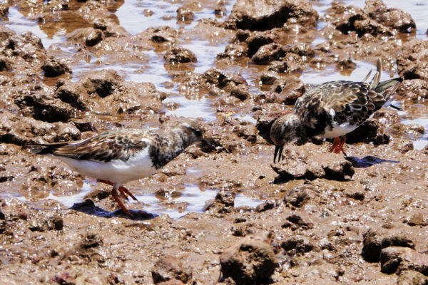 Ruddy Turnstone