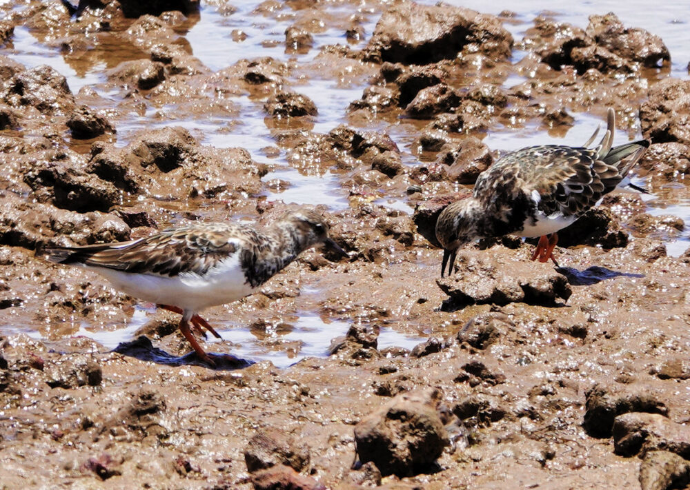 Ruddy Turnstone