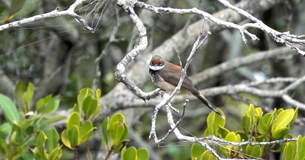 Rufous Fantail