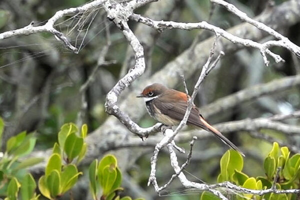 Rufous Fantail