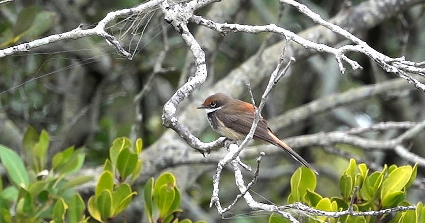 Rufous Fantail