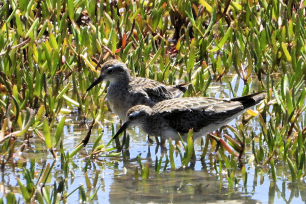 Sharp Tailed Sandpiper