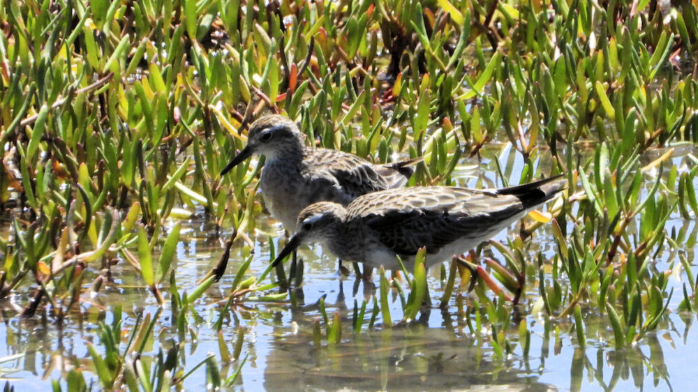 Sharp Tailed Sandpiper