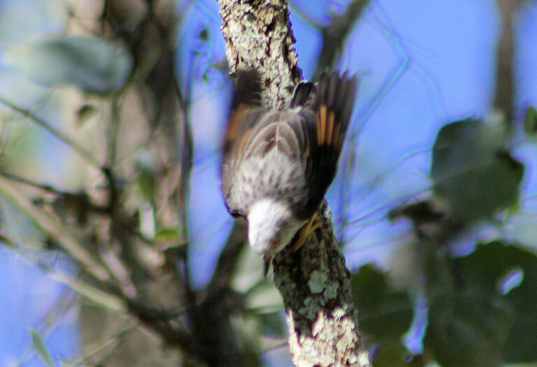 Varied Sittella