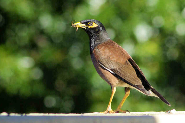 Common Myna