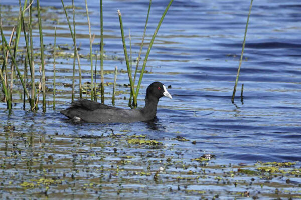 Eurasian Coot At Buckley's Hole Birdhide