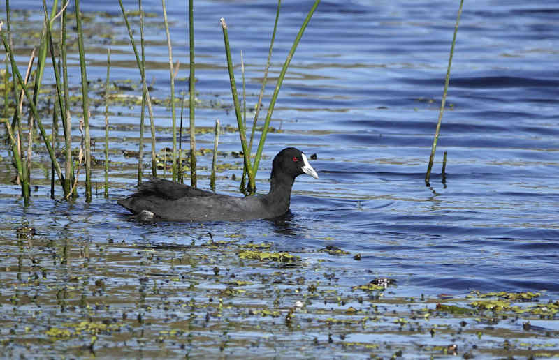 Eurasian Coot At Buckley's Hole Birdhide