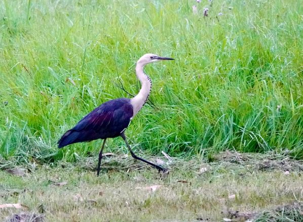 Pacific Heron