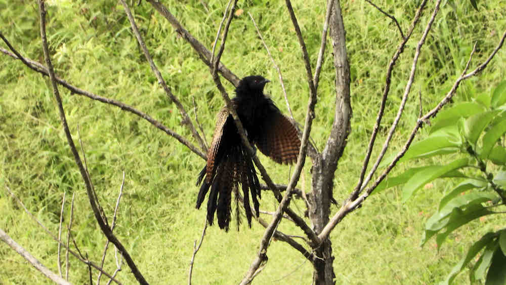 Pheasant Coucal