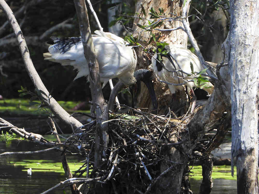 Sandy Camp Wetlands Reserve Ibis nest