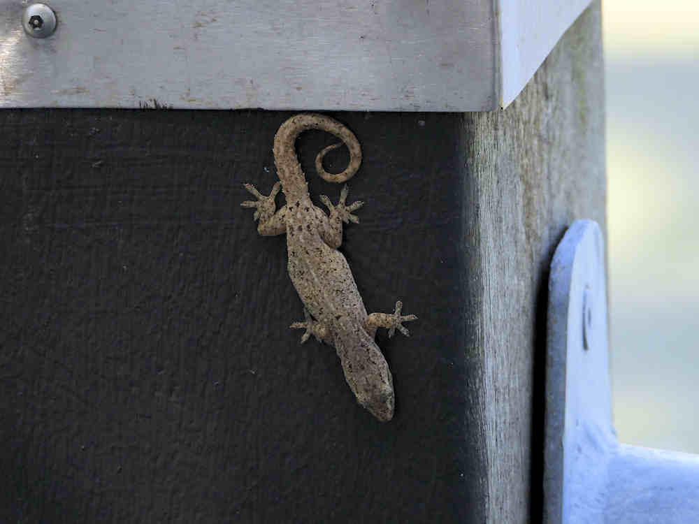 Sandy Camp Wetlands Reserve gecko