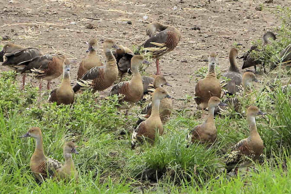 Plumed Whistling Duck