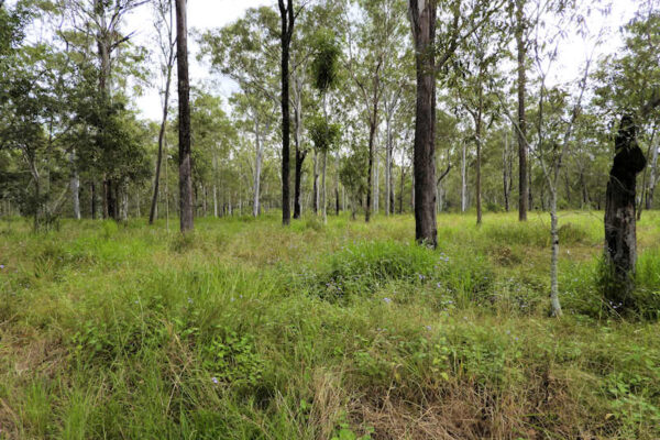 Pooh Corner Bushland Reserve