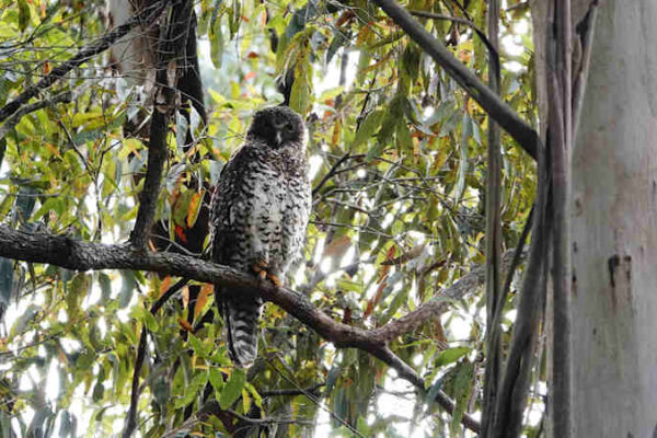 Powerful Owl