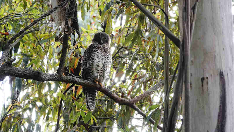 Powerful Owl